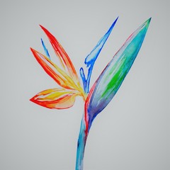 Bird of paradise flower, Strelitzia, Art, Watercolor Illustration