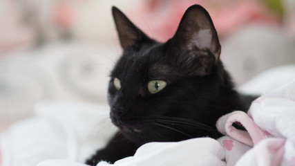 Adorable black cat closeup, pet kitty