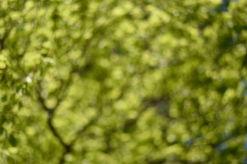 Obraz premium Green foliage. Spring background. The first young leaves on the trees.