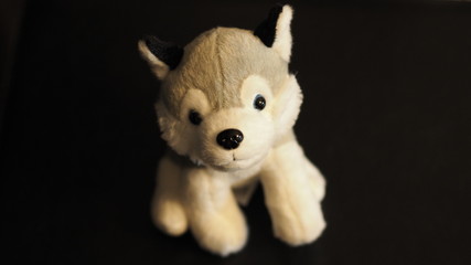 Fluffy plush puppu toy for kids on black background