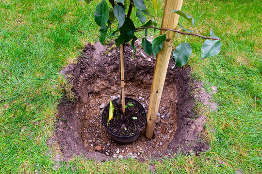 An apple young plant is a hole prepared in garden soil for tree’s planting. A wooden column in the hole is prepared to hold the young tree up. Planting trees season.