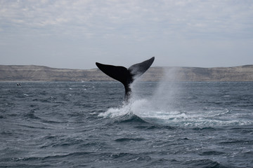 Fototapeta premium Southern Right Whale tail
