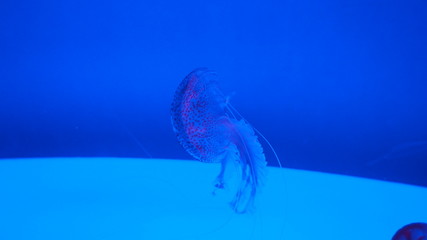 Jellyfish in the aquarium, blue light