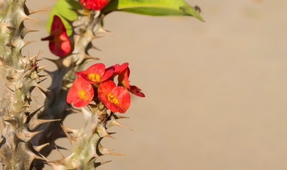 close up of Euphorbia mili flowers in bloom