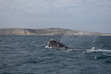 Fototapeta premium Southern Right Whale