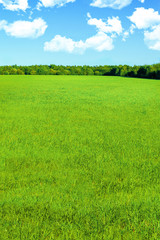 Obraz premium A vibrant landscape with an endless green field, blue sky, white clouds and forest on the horizon. Post-processing for large depth of field, tinting. Summer or spring background