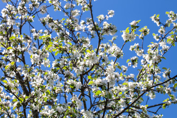 Sunlit branches of a blossoming apple tree in an old garden against a clear blue sky. Selective...