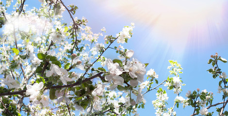 Spring background. Branches of a blossoming apple tree in the sunshine against a blue sky. Spring banner with a joyful mood. Spring wallpaper on the screen.