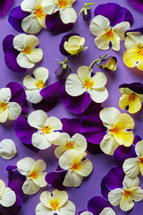 Flower pattern on a purple background viewed from above. Wild pansy spring flowers. Top view