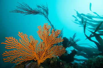 Fototapeta na wymiar Large orange Sinuous sea fan (Eunicella tricoronata) growing on the reef with turquoise water, sunlight and kelp in the background.