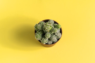 Beautiful cactus on yellow background, flat lay.