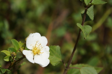 Obraz premium sagada flora 40