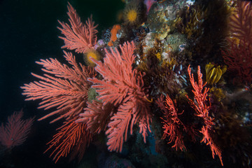 Fototapeta na wymiar Small Palmate sea fans (Leptogorgia palma) with its white feeding polyps extended, covering the reef