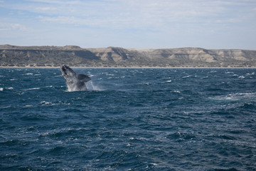 Fototapeta premium Southern Right Whale