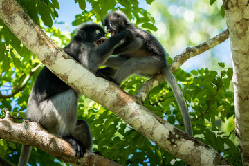 Dusky Langur.