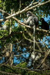 Dusky Langur.