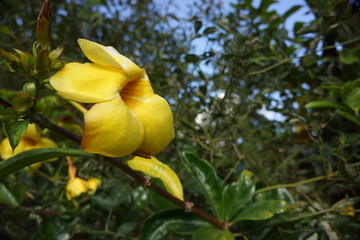 sagada flora 31