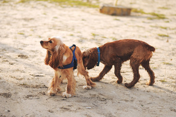 Cocker spaniels playing in the beach.