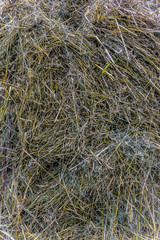 closeup of grass