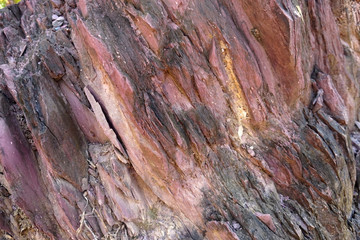 Fototapeta na wymiar texture of shale stone in the nature. Red shale sedimentary rocks formed of thick layers of clay minerals in a calm water setting. Shale can come in many colors.