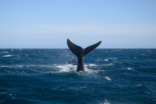 Southern Right Whale Tail