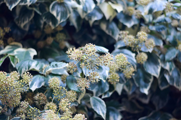 Ivy flower close-up.