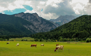 Herd of alpine cows eating grass on the green pasture. Landscape with peaks, mountains, forests