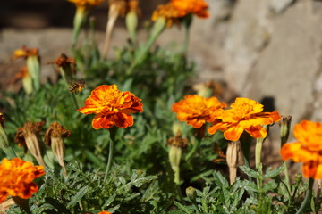 baguio burnham park flora 4