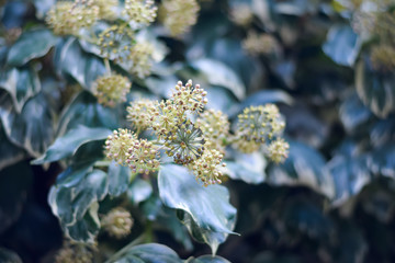 Ivy flower close-up.