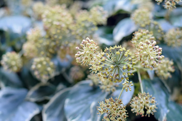 Ivy flower close-up.