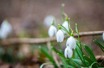 snowdrops flowers in the forest.first sign of spring 