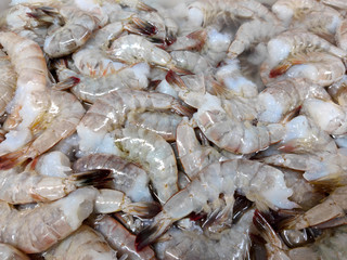 shrimps on ice