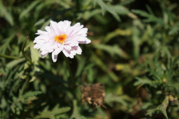 Obraz premium Sagada Flora 14