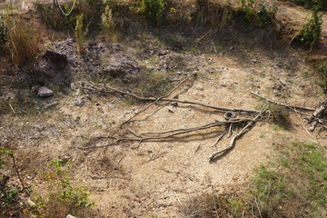 The dry twigs in the swamp without water, arid land. Global warming