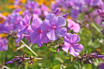 Fototapeta premium Phlox flowers