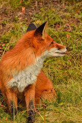 Red fox animal in wildlife vulpes 