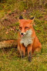 Red fox animal in wildlife vulpes 