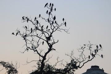 Lodhi garden new delhi