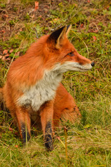 Obraz premium Red fox animal in wildlife vulpes 