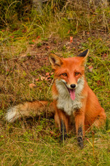 Red fox animal in wildlife vulpes 