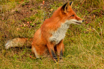 Red fox animal in wildlife vulpes 