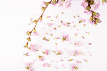 Fototapeta premium with a branch showered buds of wild plum flowers on a table