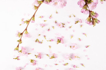 Obraz na płótnie Canvas wild plum flower buds showered on a table
