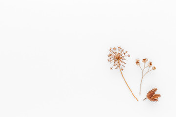 Minimal style photography. Dry plant ,natural creative composition top view background with copy space for your text. Flat lay.