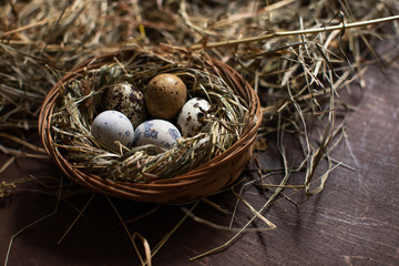 Naklejka na ściany i meble Quail eggs on hay in the nest. Easter background