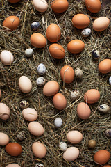  Quail and chicken eggs on hay in nest for Easter holiday. Easter vertical background
