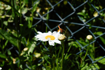 butterfly on flower