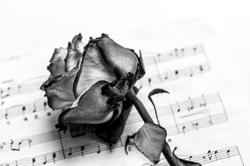 Music sheet and dead rose. The idea of the concept for love of music for musical inspiration.