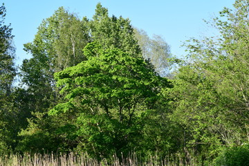 Riedwald im Bad Wurzacher Ried