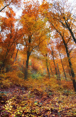 Colorful Landscape autumn forest scenery.  Bottom-up view colorful leaves